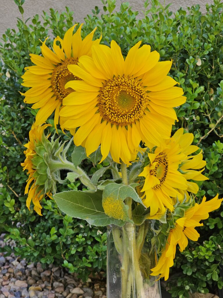 Sunflowers in a glass vase