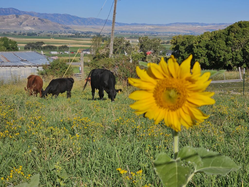 Sunflower with 3 cows in the background