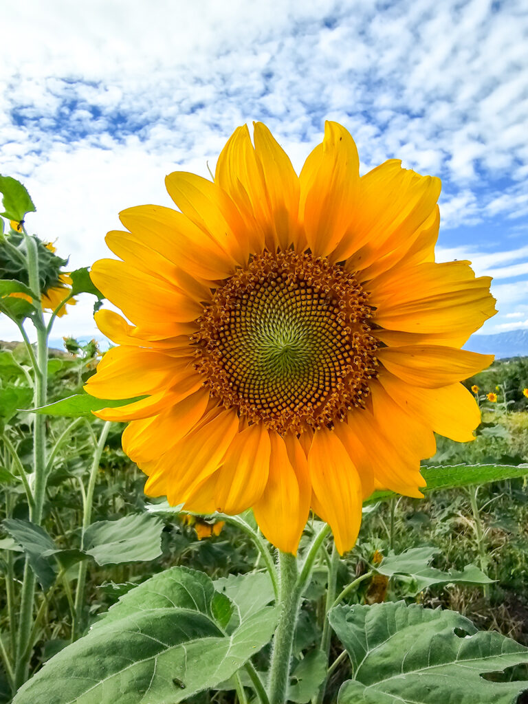 PSX_20230904_130915 Sunflower