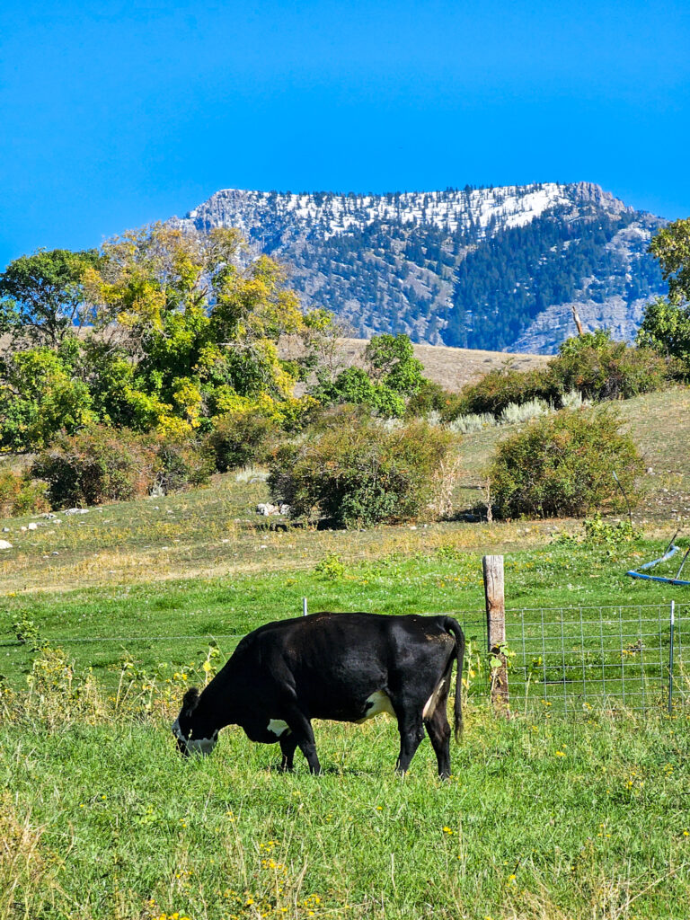 A cow eating grass with Flattop mountain in the background A cow eating grass with Flattop mountain in the background